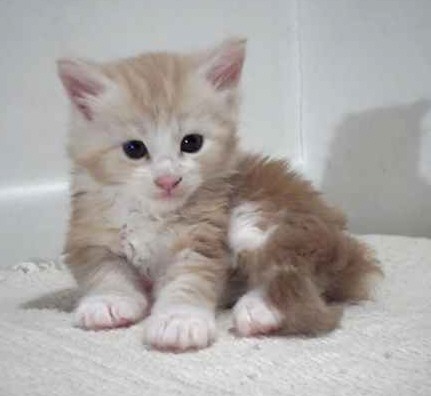 Adorabili cuccioli di maine coon gattini femminucce e maschietti disponibili per l'adozione 