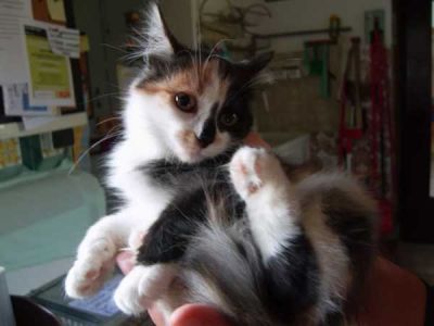 Cipria giovane gattina cerca casa tranquilla