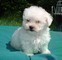 Cuccioli di Maltese toy femminucce e maschietti  Cuccioli di Maltese toy femminucce e maschietti