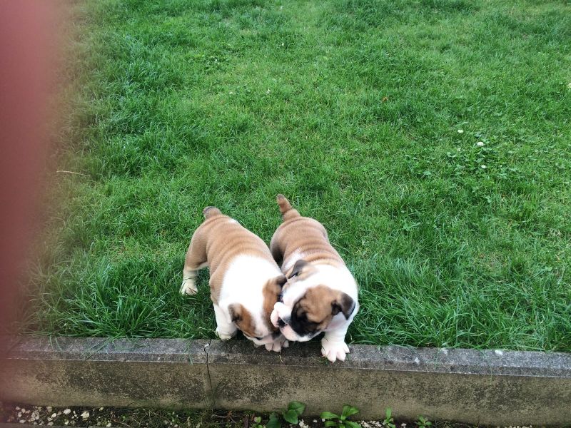  Molto bella e sani cuccioli di bulldog inglise  per adozione maschi e femmine disponibili (gratis)