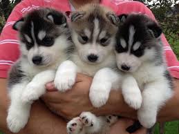 Siberian Husky Maschi e Femmine Con Pedigree 