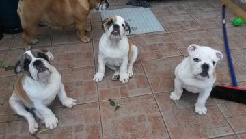 Vendesi cuccioli bulldog inglese alto pedigree ....
