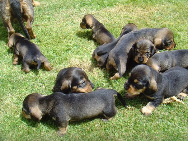 Regalo adorabili cuccioli bassotto femminucce e maschietti 