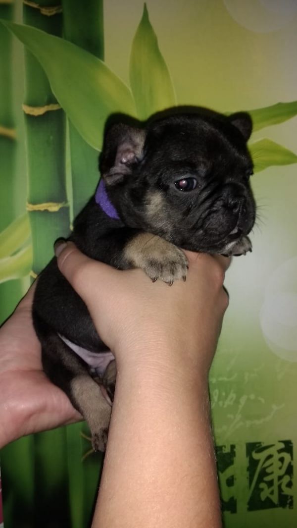 Adorabili cuccioli di Bulldog Francese femminucce e maschietti disponibili per l'adozione