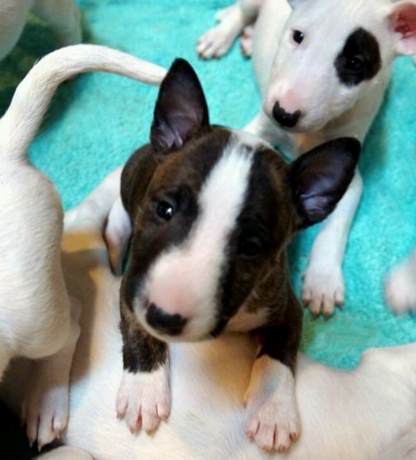 Adorabili cuccioli di bull terrier  femminucce e maschietti disponibili
