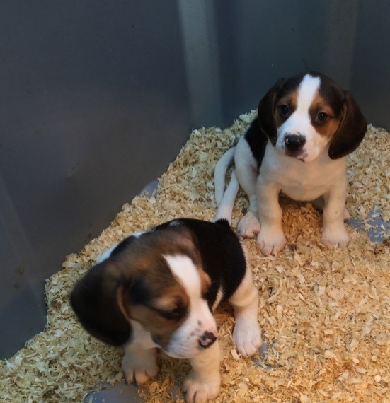  REGALO Cuccioli dolce e bella Beagle