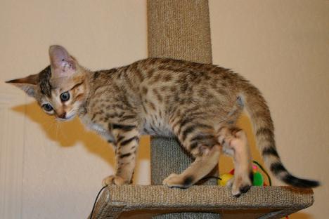  Regalo  gattini esotici disponibili   Ciao gatti amanti, ora abbiamo i seguenti gatti esotici dispo