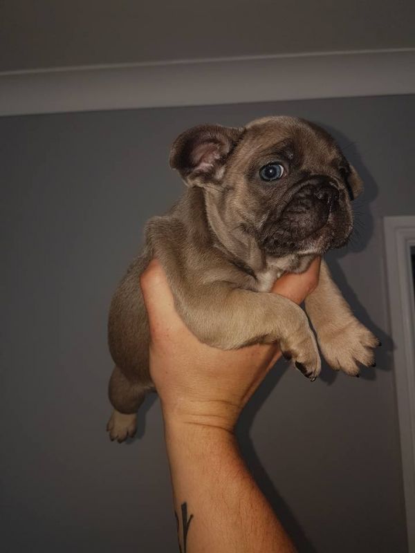  Maschio e femmina adorabile bulldog francese  cuccioli disponibili per l'adozione
