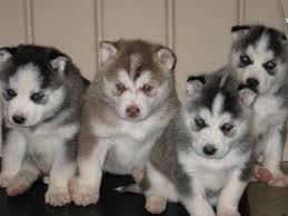 Regalo cuccioli di Siberian Husky