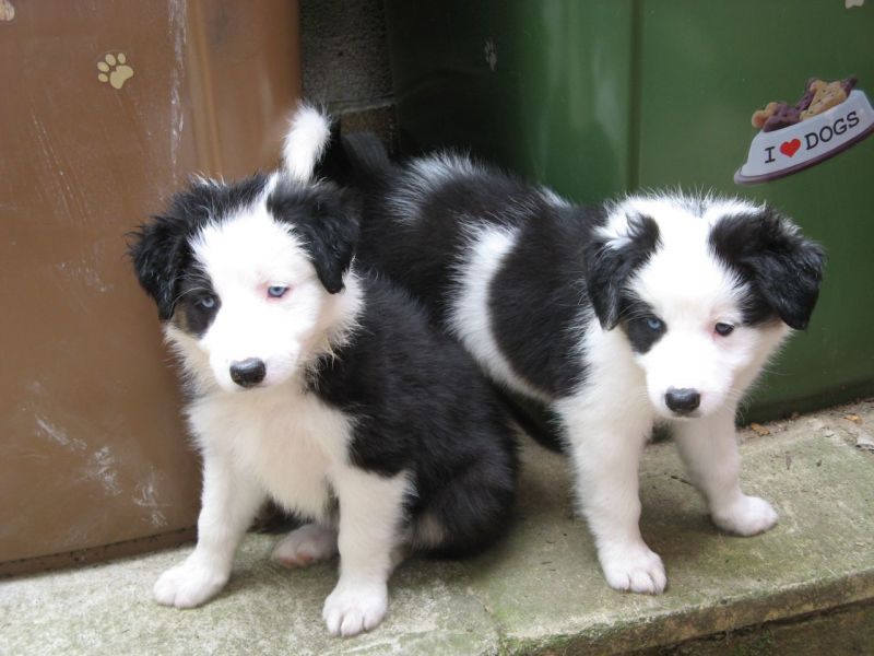 Cuccioli maschietti di border collie