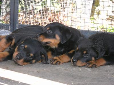 Rottweiler: cuccioli disponibili