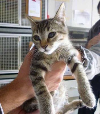 Paco e Puca gatti cuccioli a Busto Arsizio