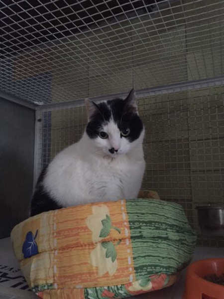 Naike, micia bianca e nera in cerca di casa