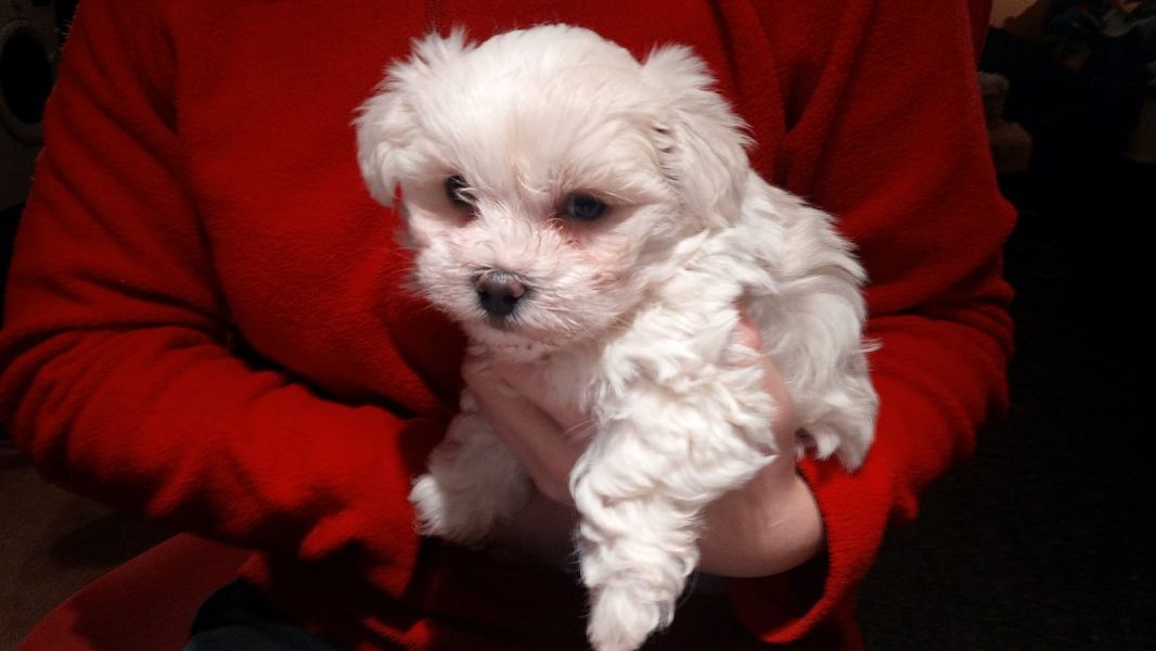 Cuccioli di micro maltese per adozione ( maschio e femmina )