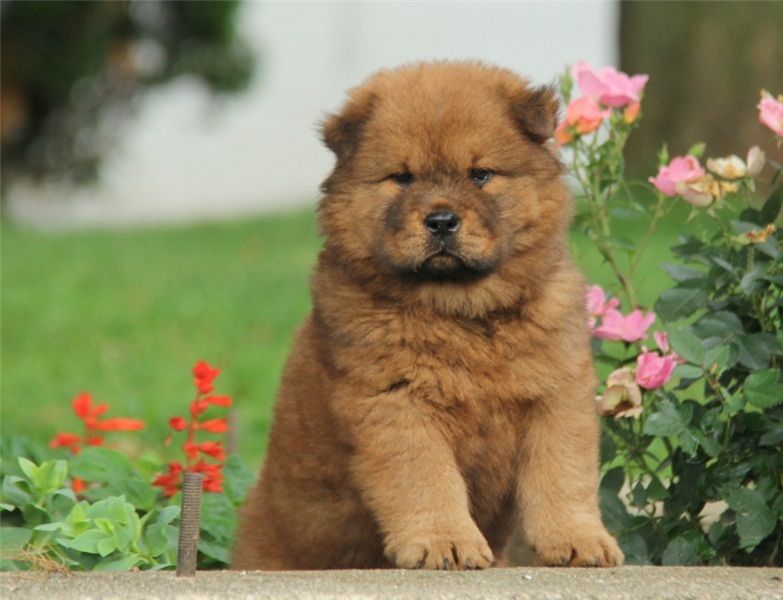  adorabili cuccioli di chow chow in regalo