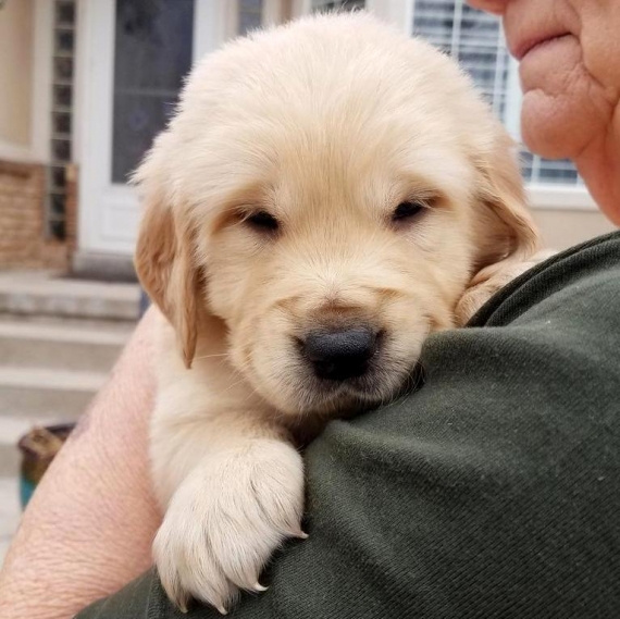 Regalo Cuccioli di Golden retriver