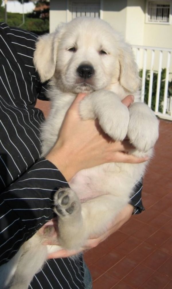 regalo cucciolo di Labrador regalo