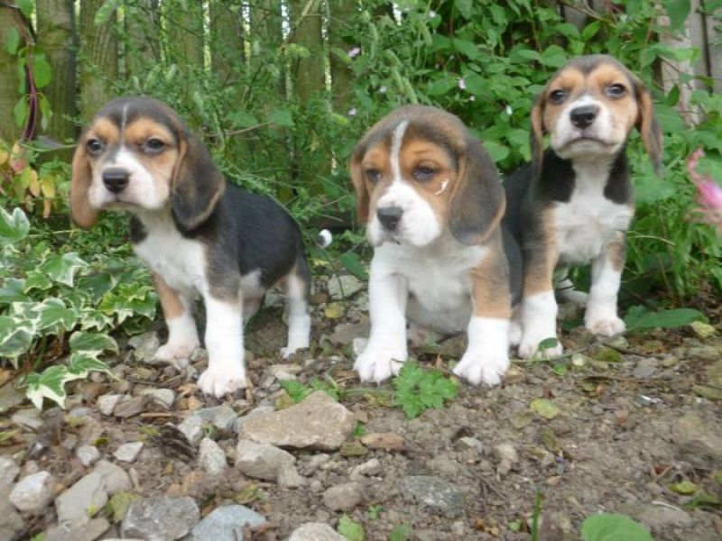 Adorabili cuccioli di beagle femminucce e maschietti disponibili per l'adozione cuccioli sono vaccin