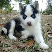 Regalo cuccioli di Siberian Husky