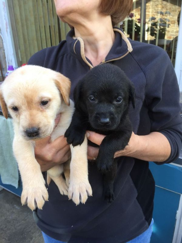 Regalo Labrador