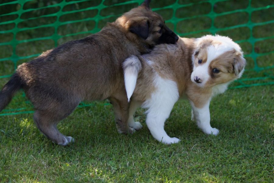  Regalo Cucciolo di Border collie in pronta consegna i cuccioli verranno Dato dopo 90 giorni dalla n