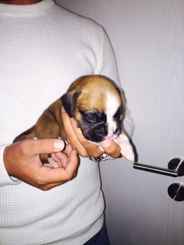 Molto bella e sani  cuccioli di Boxer per adozione maschi e femmine disponibili (gratis)