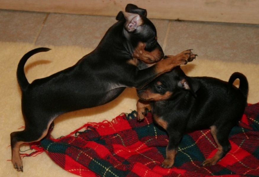 Regalo adorabili cuccioli Dobermann femminucce e maschietti