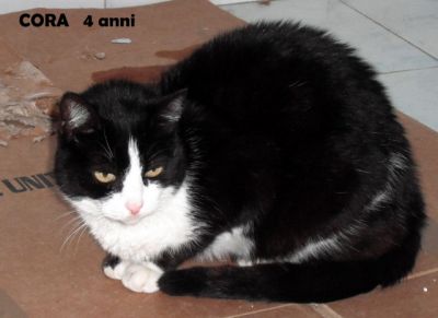 Cora, gatta di 4 anni da adottare