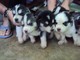 Cuccioli di pura razza di siberian husky E.N.C.I  Cuccioli di pura razza di siberian husky E.N.C.I,,