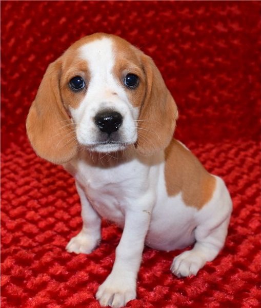 Regalo Cucciolo di Beagle in pronta consegna