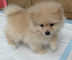 Spitz - pomeranian