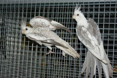 Calopsiti Faccia Bianca �35