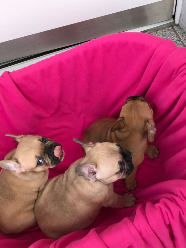  cuccioli di Bulldog Francese  ( Gratis )