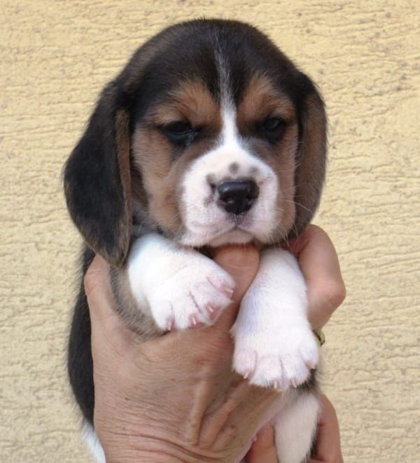 Cuccioli di beagle  per adozione ( regalo  )