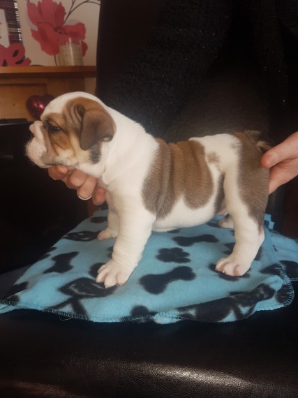 Regalo Bulldog inglese cuccioli disponibili