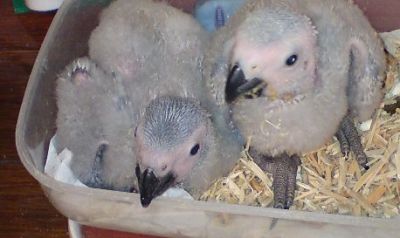 Africano grigio pappagalli, pulcini e uova per la vendita