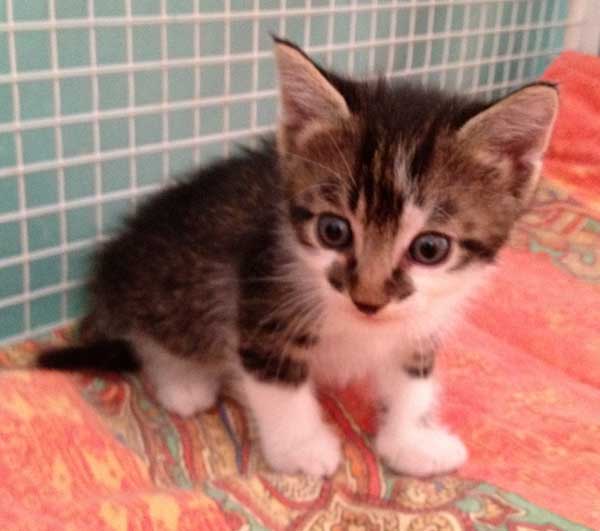 Sebastian, cucciolo bianco e tigrato