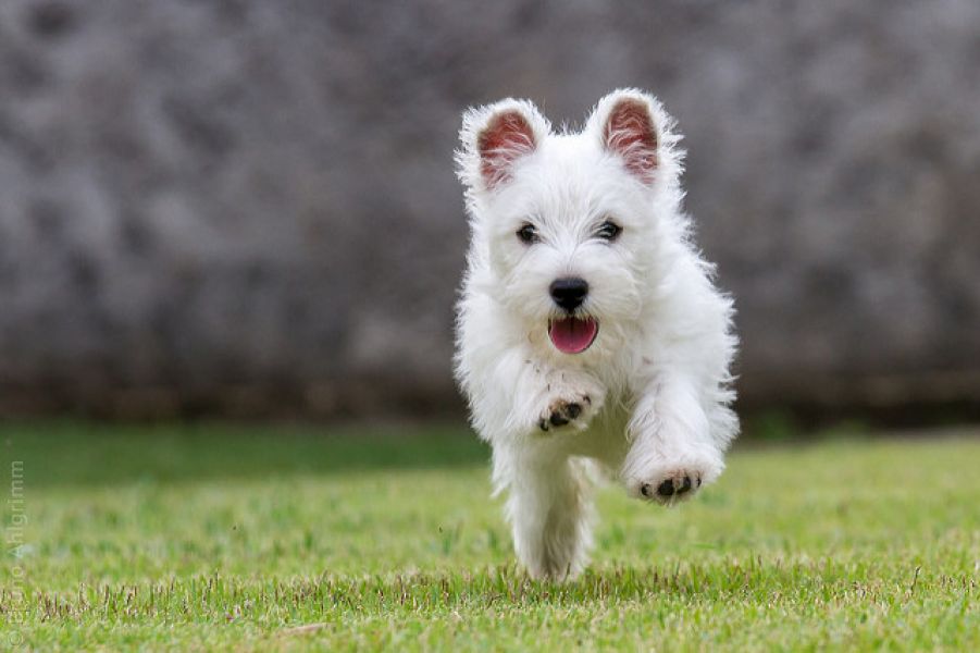 Disponibili cuccioli diwest highland white terrie 