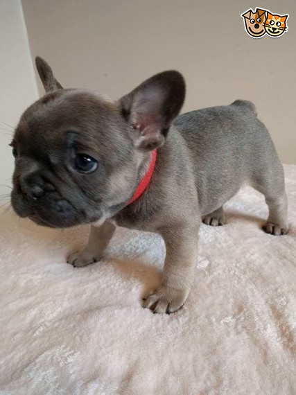 REGALO Cuccioli di Bulldog Francese
