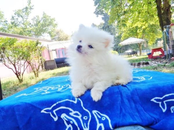 Meravigliosi cuccioli di Volpino Pomerania toy