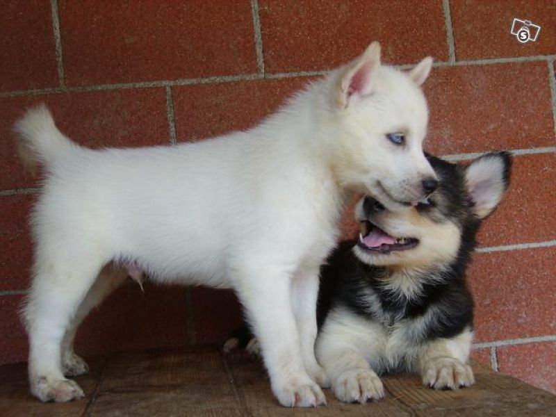 Voglio ri-casa il mio cucciolo di Sibarian Husky di pura razza