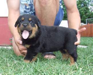   regalo cuccioli di rottweiler disponibili per l'adozione