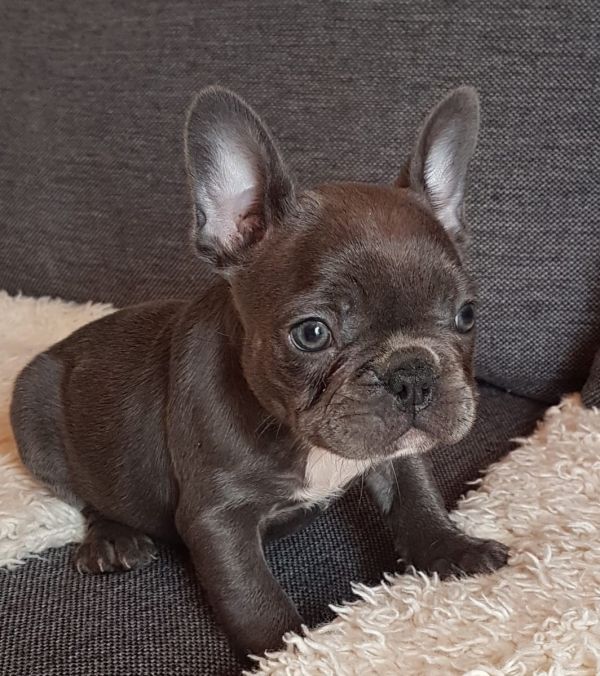  Adorabili cuccioli di Bulldog Francese femminucce e maschietti disponibili per l'adozione