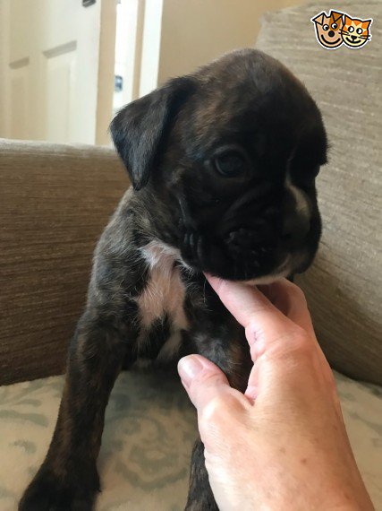 REGALO  disponibili boxer cuccioli