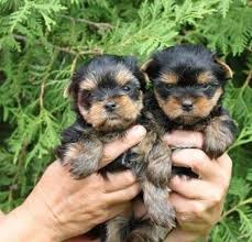 Abbiamo disponibili cuccioli di yorkshire