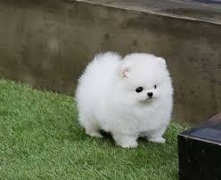 Bellissimi cuccioli di Volpino Pomerania