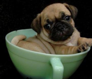   REGALO BELLISSIME CUCCIOLI DI CARLINO Carlino - Cuccioli disponibili neri e beige,vengono consegna