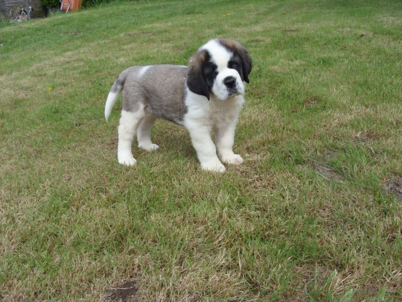  Regalo Cuccioli di San Bernardo  in pronta consegna i cuccioli verranno Dato dopo 90 giorni dalla n