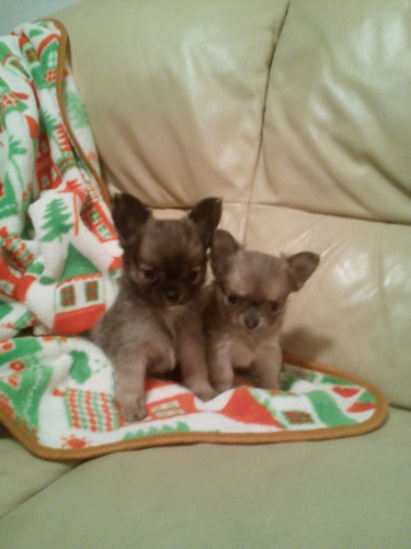 Chihuahua stupendi cuccioli vendo