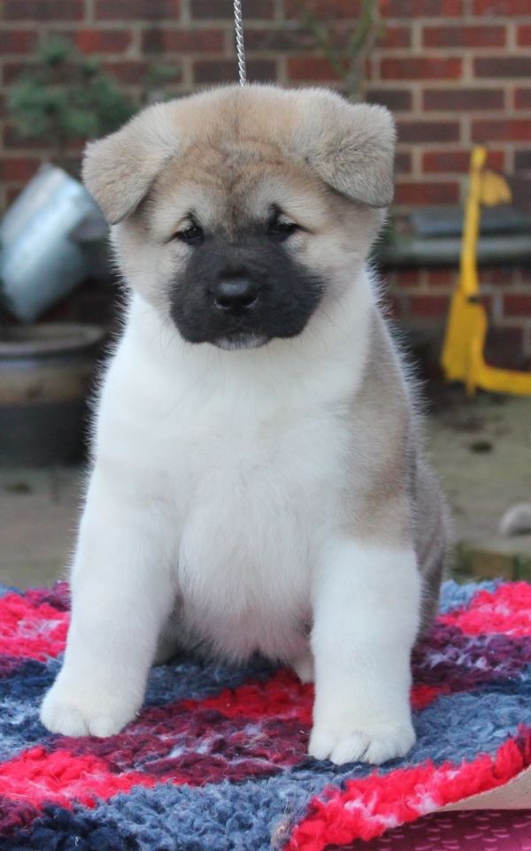Regalo Akita Splendidi cuccioli..